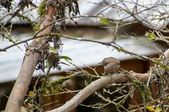 Turdus maculirostris