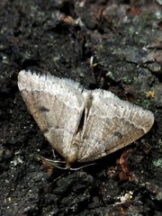 Theria rupicapraria