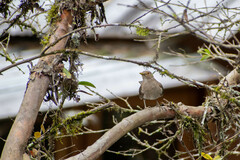 Turdus maculirostris