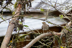 Turdus maculirostris