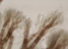 Vertebrata fucoides