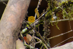 Lepanthes pecunialis