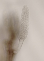 Vertebrata fucoides