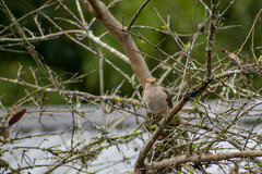 Turdus maculirostris
