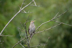 Turdus maculirostris