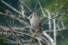 Turdus maculirostris