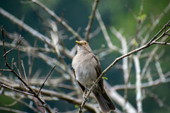 Turdus maculirostris