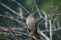 Turdus maculirostris