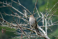 Turdus maculirostris