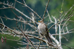 Turdus maculirostris
