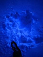 Lyrurus mlokosiewiczi