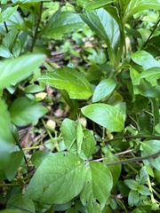 Atractomorpha similis