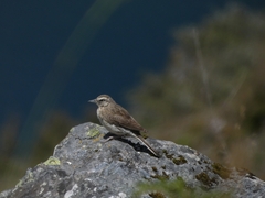 Anthus novaeseelandiae
