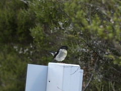 Petroica macrocephala macrocephala