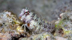 Crossosalarias macrospilus