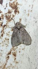 Lymantriinae