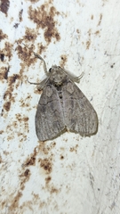 Lymantriinae