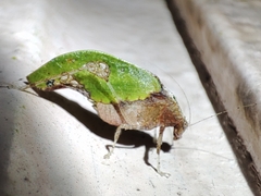 Pycnopalpa bicordata