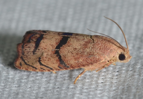 Filbertworm Moth photo 5