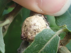Disholcaspis bassetti