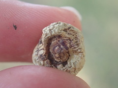 Disholcaspis bassetti