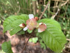 Tetracera indica