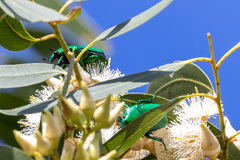 Ischiopsopha wallacei