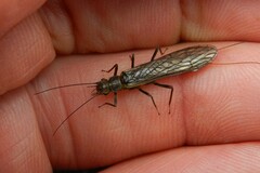 Plecoptera
