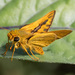 Pale Palm Dart - Photo (c) Margaret Alcorn, some rights reserved (CC BY-NC), uploaded by Margaret Alcorn