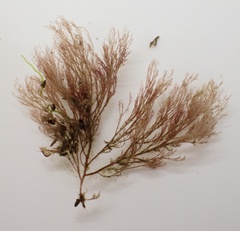 Melanothamnus