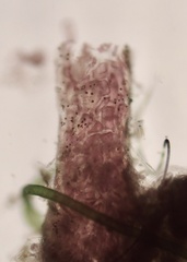 Melanothamnus