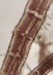 Melanothamnus