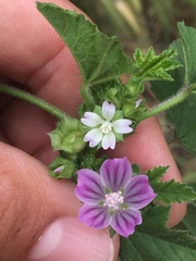 Malva nicaeensis