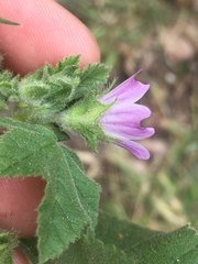 Malva nicaeensis
