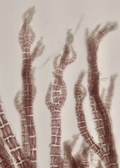 Melanothamnus