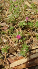 Angiospermae