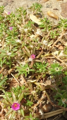 Angiospermae