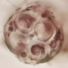 Melanothamnus
