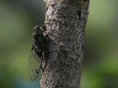 Amphipsalta zelandica