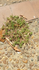 Angiospermae