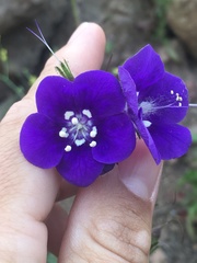 Phacelia parryi