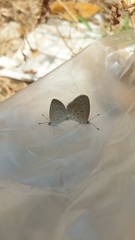 Lepidoptera