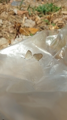 Lepidoptera