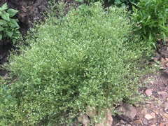 Eucrypta chrysanthemifolia