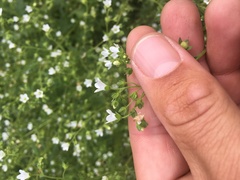 Eucrypta chrysanthemifolia