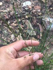 Melica imperfecta