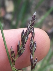 Melica imperfecta