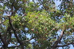 Dipterocarpus alatus