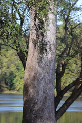 Dipterocarpus alatus