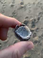 Megabalanus californicus